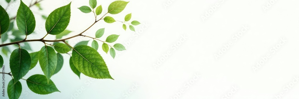 Isolated large branches with foliage against a bright white surface, bright white surface, light Isolated large branches with foliage against a bright white surface, bright white surface, light