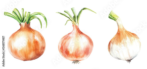 onion Watercolor painted vegetables. Fresh colorful veggies vector illustration