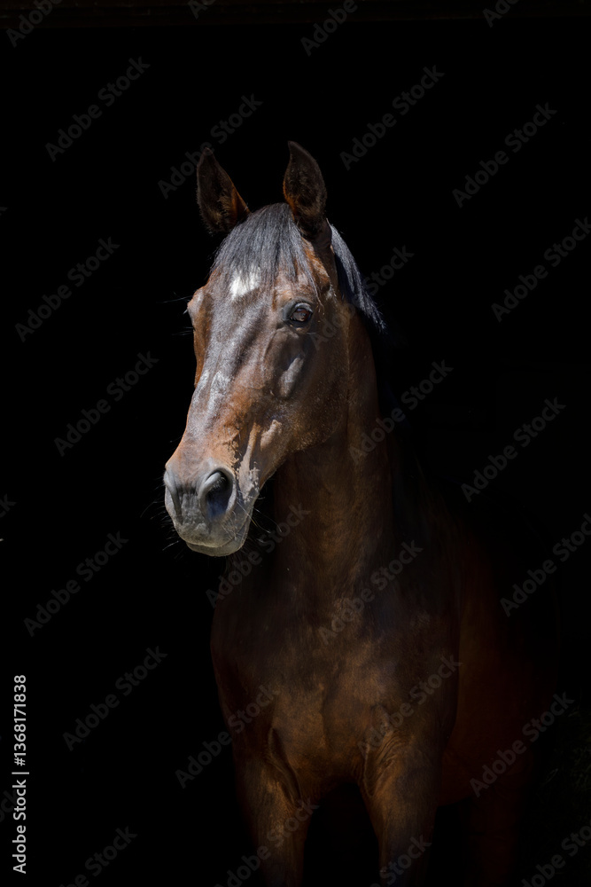 Fototapeta premium Pferdekopf aus der Stallgasse heraus