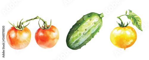 Watercolor painted vegetables. Fresh colorful veggies vector illustration Tomato and cucumber