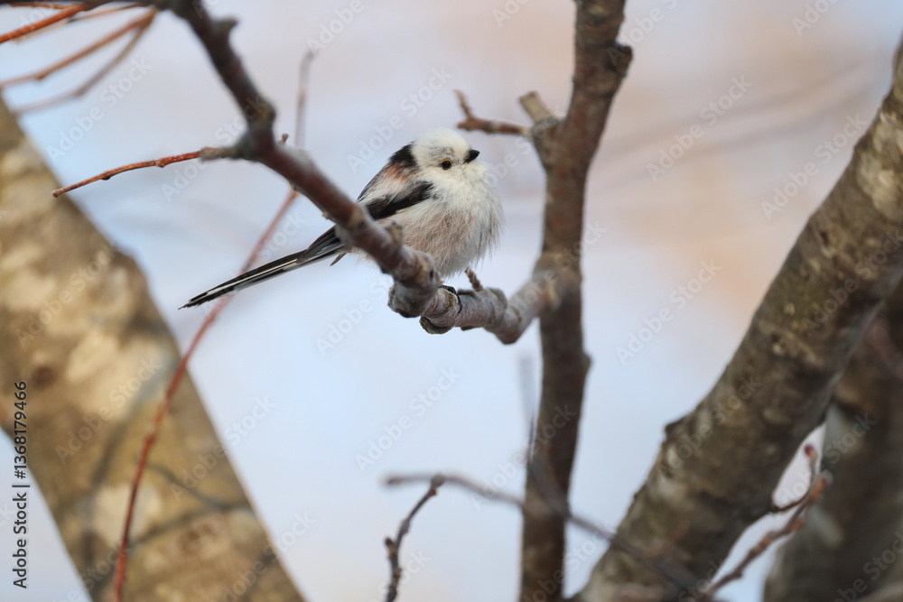 Obraz premium The long-tailed tit (Aegithalos caudatus japonicus), also named long-tailed bushtit, is a common bird found throughout Europe and the Palearctic. This photo was taken in Hokkaido, Japan.