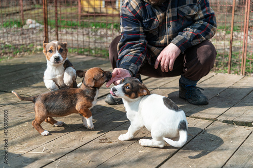 Cute rescued puppies with volunteer during socialization and obedience training in shelter for homeless dogs