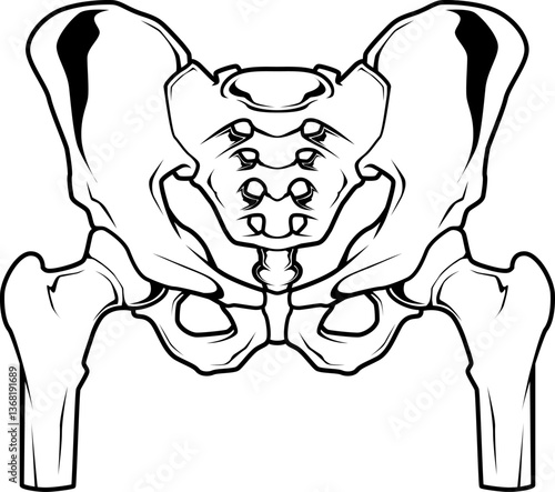 Anatomische Darstellung des menschlichen Beckens – zentrales Element der Skelettstruktur.