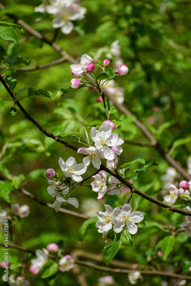 Fototapeta premium apple tree flowers, apple tree blossom