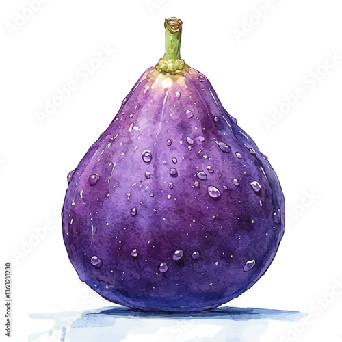 A watercolor of a fig, isolated on a white background. Fig vector.


