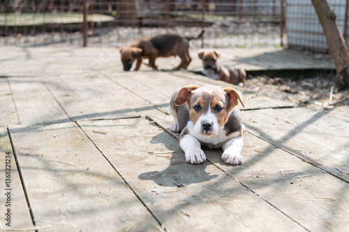 Cute rescued puppy in Serbian shelter for homeless dogs on the winter sunny day during the socialization and obedience training
