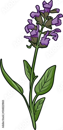 Blühender Salbeizweig mit grünen Blättern und violetten Blüten auf weißem Hintergrund, ideal für Heilkräuter- und Küchenanwendungen.