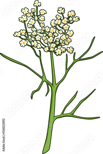HerbsBlühender Kümmelzweig mit kleinen weißen Blüten auf weißem Hintergrund, ideal für kulinarische, pflanzliche und botanische Darstellungen.