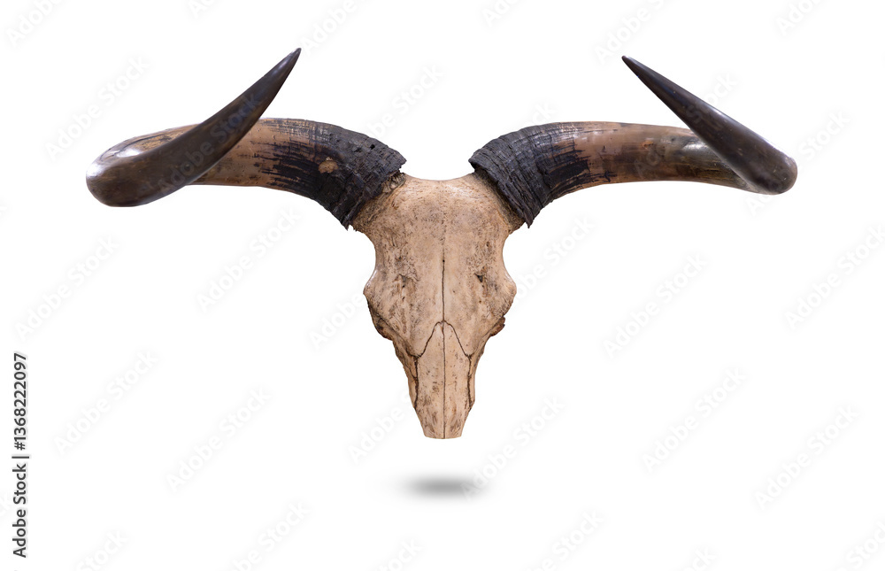 Fototapeta premium Animal skull Kouprey - Bos Sauveli isolated on transparent background or png file.