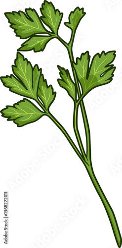 Grüner Petersilienzweig mit fein gezackten Blättern auf weißem Hintergrund, detailliert dargestellt für kulinarische und botanische Anwendungen.
