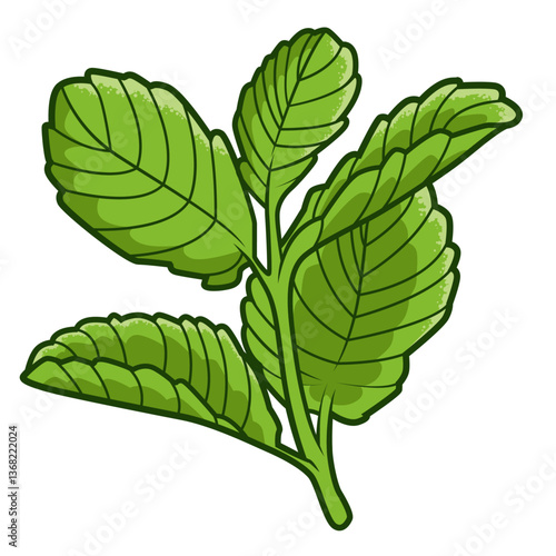 Frische grüne Minzblätter mit kräftiger Textur und detaillierter Zeichnung auf weißem Hintergrund, ideal für kulinarische und botanische Designs.