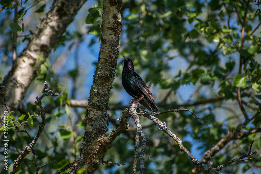 Fototapeta premium blackbird on tree