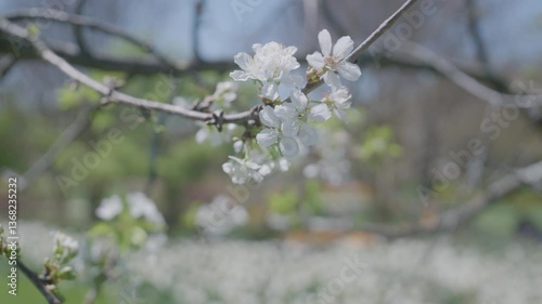 Small white sweet cherry tree bloom on a branch waves in gentle wind on a sunny day.