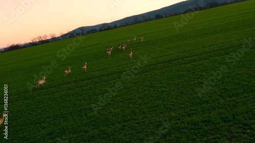 A herd of fallow deer runs across a field at sunset. Breathtaking footage of wildlife in Slovakia. Drone footage.