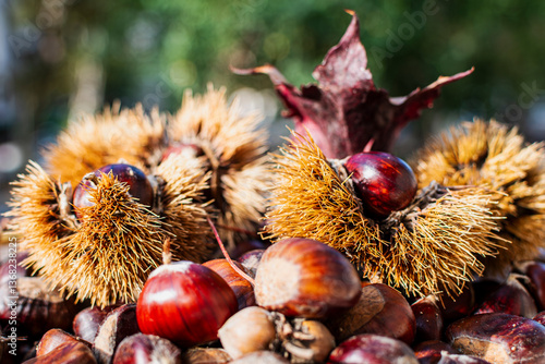 Bild auf Leinwand Chestnut Still Life compositions after harvesting in October