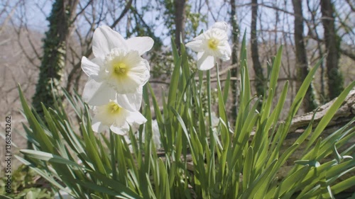 White wild daffodils waving in the wind in forest on sunny day in early spring.