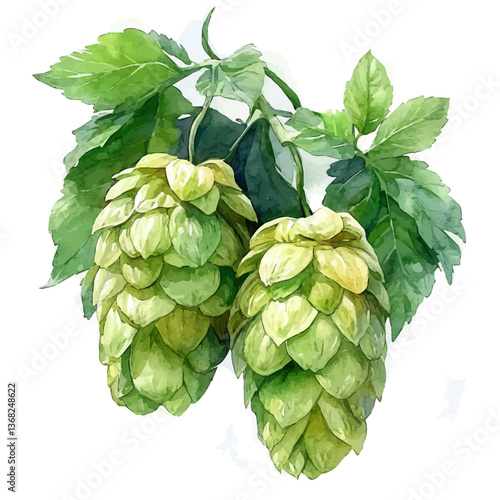 A watercolor of hops fruit, isolated on a white background. Hops fruit vector.

