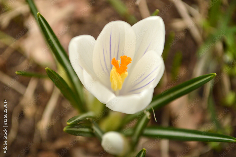 Close-up of a white crocus flower with purple stripes and a vibrant orange center blooming in early spring. Close-up of a white crocus flower with purple stripes and a vibrant orange center blooming in early spring.