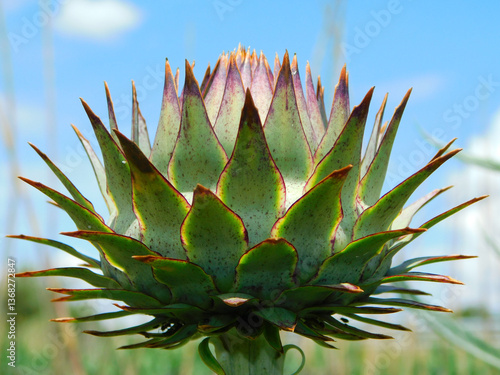 close up of a artichoke
