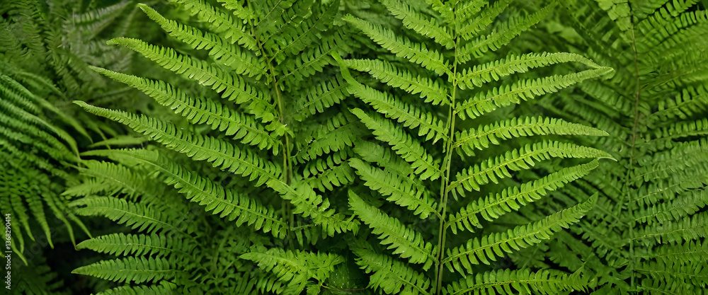 Lush Green Fern Fronds Background Texture Image for Nature Designs Lush Green Fern Fronds Background Texture Image for Nature Designs