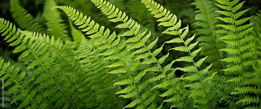 Lush Green Ferns Vibrant Nature Close Up of Beautiful Foliage Lush Green Ferns Vibrant Nature Close Up of Beautiful Foliage