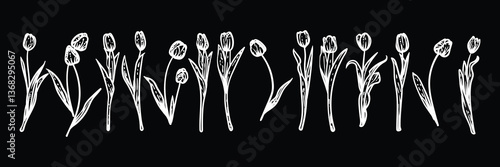 White hand drawn line art tulips on stems with blooms. Vector illustrations set of spring flowers. Elegant sketchy doodles of beautiful flowers on black. Graphic assets for print and online designs.