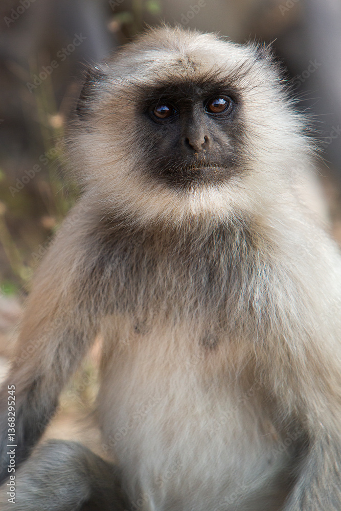 Fototapeta premium Singe Indien