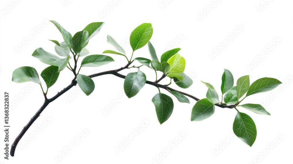 Obraz premium Isolated Plant Cutout