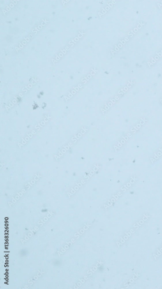SLOW MOTION, DOF: Cinematic shot of the bright white sky on a snowy winter day. Pristine white snowflakes falling from the sky and down on the idyllic winter forest. Picturesque cold wintry nature. SLOW MOTION, DOF: Cinematic shot of the bright white sky on a snowy winter day. Pristine white snowflakes falling from the sky and down on the idyllic winter forest. Picturesque cold wintry nature.