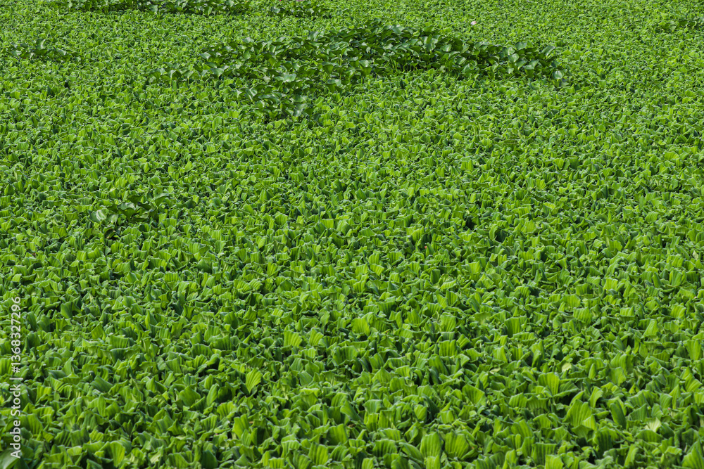 Water Lettuce and Hyacinths Spreading Across the Surface Water Lettuce and Hyacinths Spreading Across the Surface