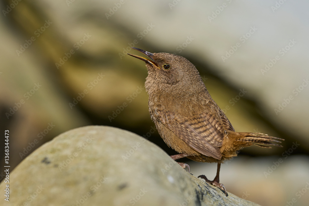 Cobb's Wren (Troglodytes cobbi) calling on the coast of Sea Lion Island in the Falkland Islands Cobb's Wren (Troglodytes cobbi) calling on the coast of Sea Lion Island in the Falkland Islands