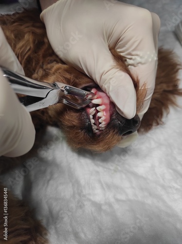Pulling out milk canines in a puppy