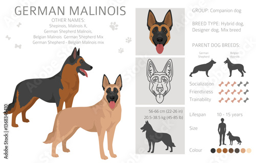 German Malinois clipart. German Shepherd - Belgian Malinois mix. All possible coat colors, breed information, adults and puppies.  Vector illustration
