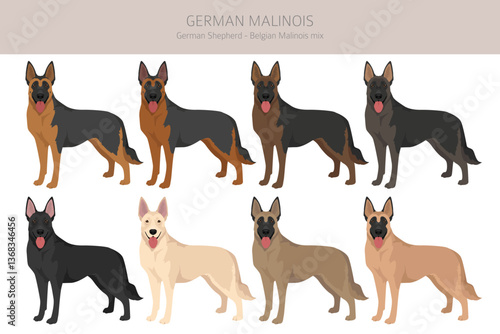 German Malinois clipart. German Shepherd - Belgian Malinois mix. All possible coat colors, breed information, adults and puppies.  Vector illustration