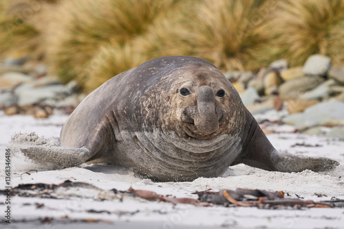 Male Southern Elephant Seal (Mirounga leonina) racing across a sandy beach to fend off a rival during the breeding season on Sealion Island in the Falkland Islands.