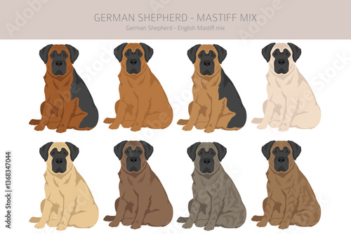 German Shepherd Mastiff clipart. German Shepherd - English Mastiff mix. All possible coat colors, breed information, adults and puppies.  Vector illustration