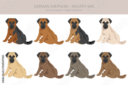 German Shepherd Mastiff clipart. German Shepherd - English Mastiff mix. All possible coat colors, breed information, adults and puppies.  Vector illustration