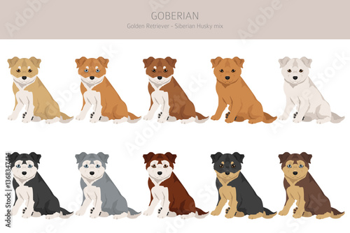 Goberian dog clipart. Goolden Retriever - Siberian Husky mix. All possible coat colors, breed information, adults and puppies.  Vector illustration