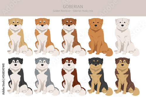 Goberian dog clipart. Goolden Retriever - Siberian Husky mix. All possible coat colors, breed information, adults and puppies.  Vector illustration