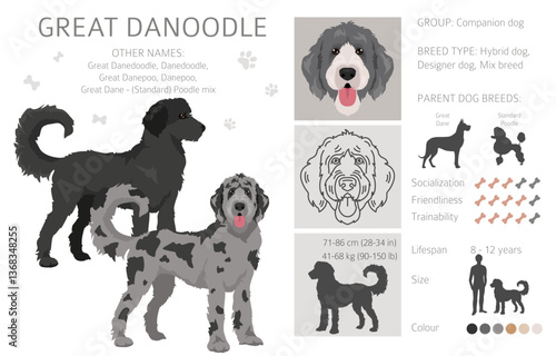 Great Danoodle clipart. Great Dane Poodle mix. Different coat colors set.  Vector illustration