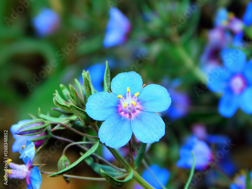 Lysimachia monelli blue flower on macro