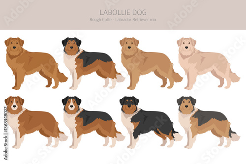 Labollie dog mix clipart. Labrador Retriever - Rough Collie mix. All possible coat colors, breed information, adults and puppies.  Vector illustration