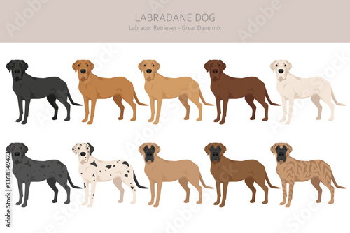 Labradane dog mix clipart. Labrador Retriever - Great Dane mix. All possible coat colors, breed information, adults and puppies.  Vector illustration