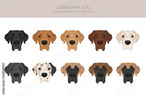 Labradane dog mix clipart. Labrador Retriever - Great Dane mix. All possible coat colors, breed information, adults and puppies.  Vector illustration