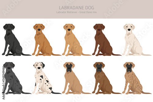 Labradane dog mix clipart. Labrador Retriever - Great Dane mix. All possible coat colors, breed information, adults and puppies.  Vector illustration