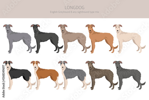 Longdog mix clipart. English Greyhound - any sighthound mix. All possible coat colors, breed information, adults and puppies.  Vector illustration