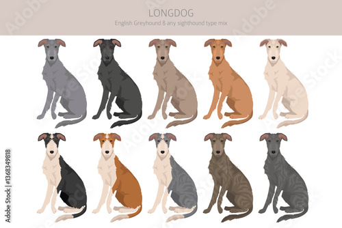 Longdog mix clipart. English Greyhound - any sighthound mix. All possible coat colors, breed information, adults and puppies.  Vector illustration