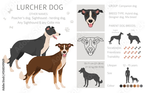 Lurcher mix clipart. Sighthound Collie mix. All possible coat colors, breed information, adults and puppies.  Vector illustration