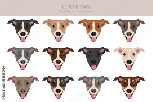Lurcher mix clipart. Sighthound Collie mix. All possible coat colors, breed information, adults and puppies.  Vector illustration