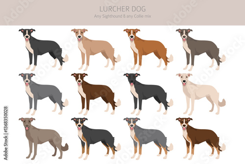 Lurcher mix clipart. Sighthound Collie mix. All possible coat colors, breed information, adults and puppies.  Vector illustration